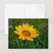 Gazania Flower Briefkaart (Voorkant / Achterkant)