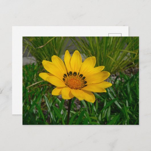 Gazania Flower Briefkaart (Voorkant / Achterkant)