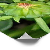 Gazania Flower Poster (Hoek)