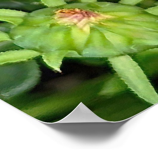 Gazania Flower Poster (Hoek)