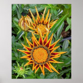 Gazania Flower Poster (Voorkant)