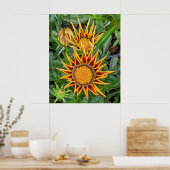 Gazania Flower Poster (Keuken)