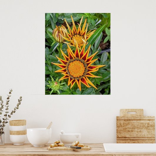 Gazania Flower Poster (Keuken)