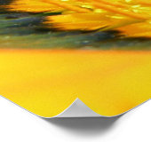 Gazania Poster (Hoek)