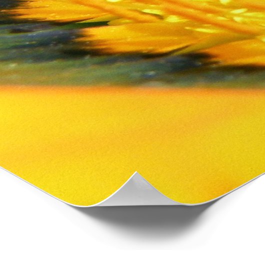 Gazania Poster (Hoek)