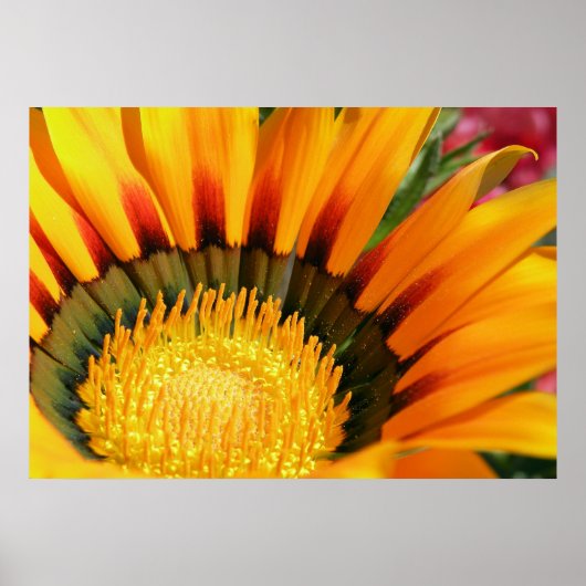 Gazania Poster (Voorkant)