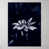 gazania poster (Voorkant)