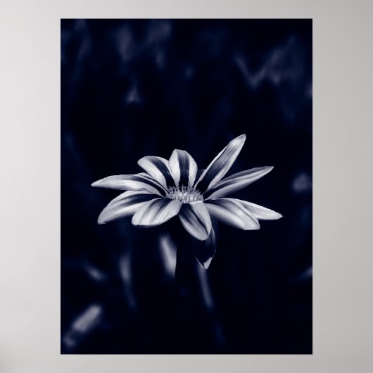 gazania poster (Voorkant)