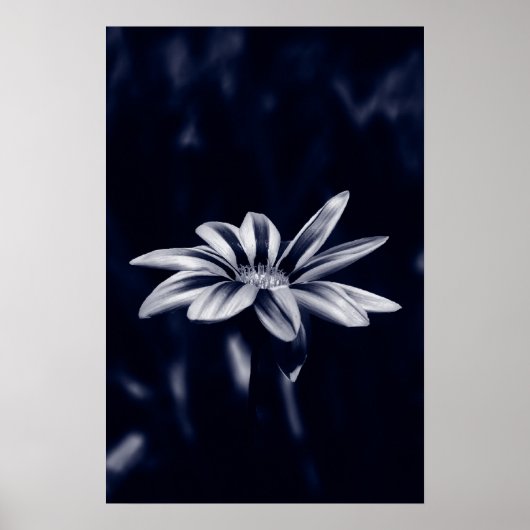 gazania poster (Voorkant)