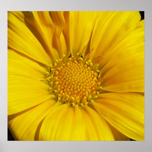 Gazania Poster (Voorkant)