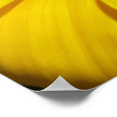 Gazania Poster (Hoek)