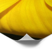 Gazania Poster (Hoek)