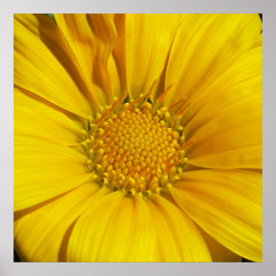 Gazania Poster