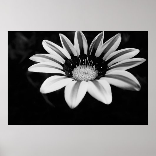 Gazania Poster (Voorkant)