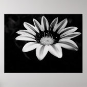 Gazania Poster (Voorkant)