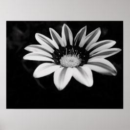 Gazania Poster