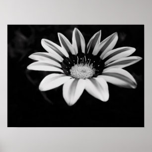 Gazania Poster