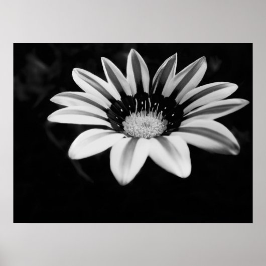Gazania Poster (Voorkant)