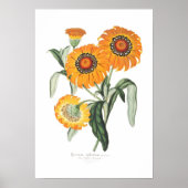 Gazania splendens poster (Voorkant)