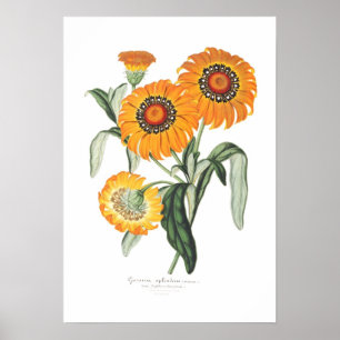 Gazania splendens poster