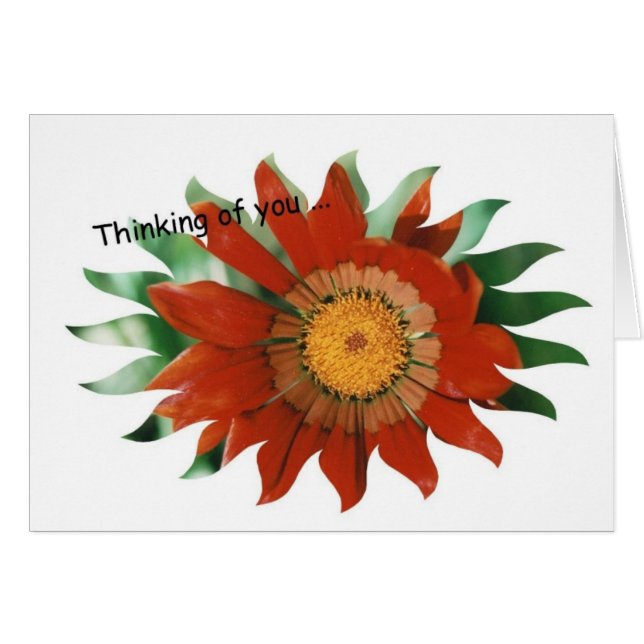 Gazania Sunburst (Voorkant Horizontaal)