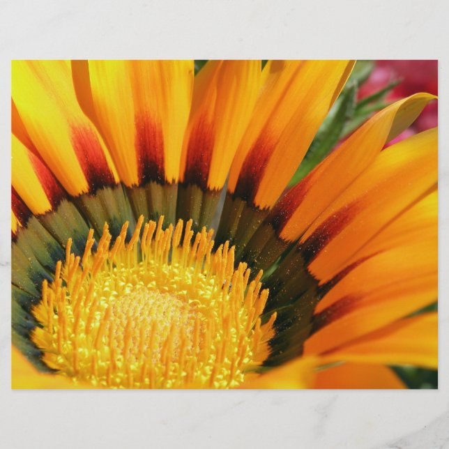 Gazanias (Voorkant)