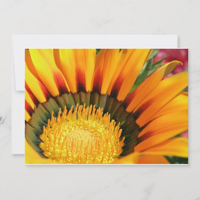 Gazanias (Voorkant)