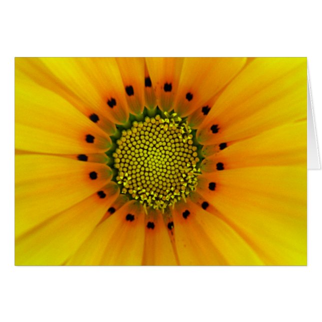 Gazanias (Voorkant Horizontaal)