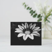 Gazanias Briefkaart (Staand voorkant)