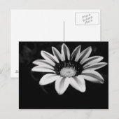Gazanias Briefkaart (Voorkant / Achterkant)