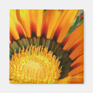 Gazanias Magneet