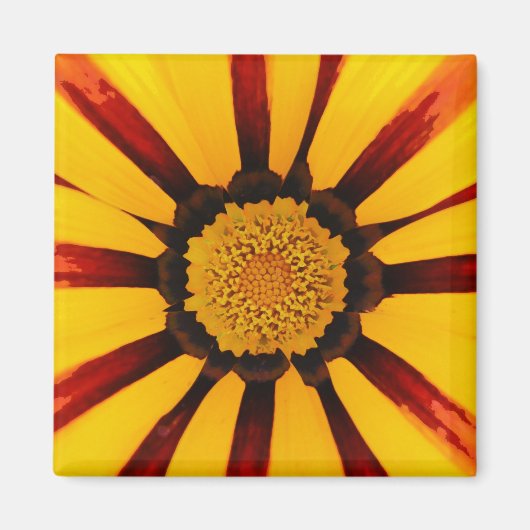 Gazanias Magneet (Voorkant)