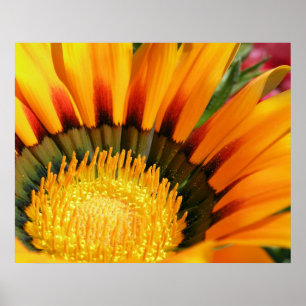 Gazanias Poster