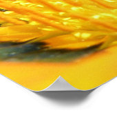 Gazanias Poster (Hoek)