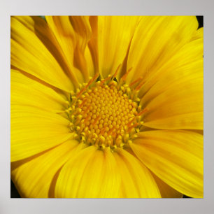 Gazanias Poster