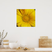 Gazanias Poster (Keuken)