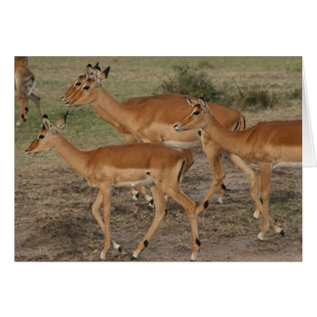 gazelle (Voorkant Horizontaal)