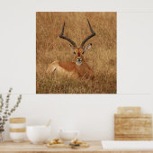 Gazelle Big Horn met Poster (Keuken)