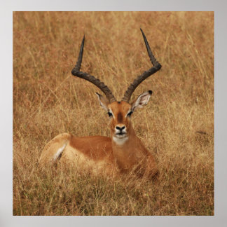 Gazelle Big Horn met Poster