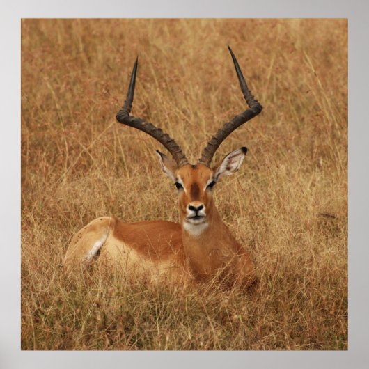 Gazelle Big Horn met Poster (Voorkant)