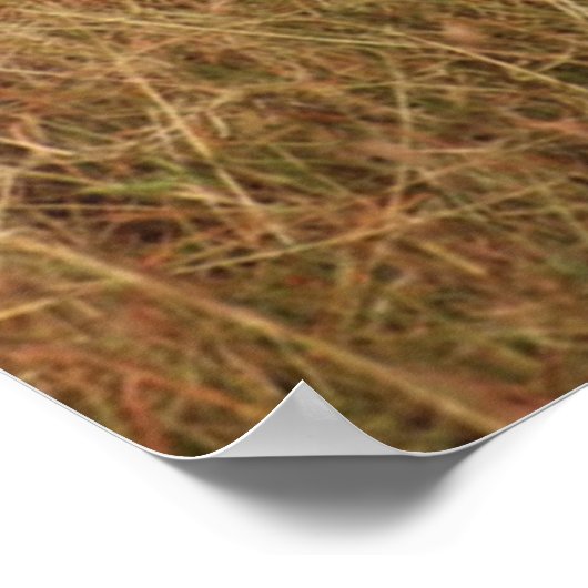 Gazelle Big Horn met Poster (Hoek)