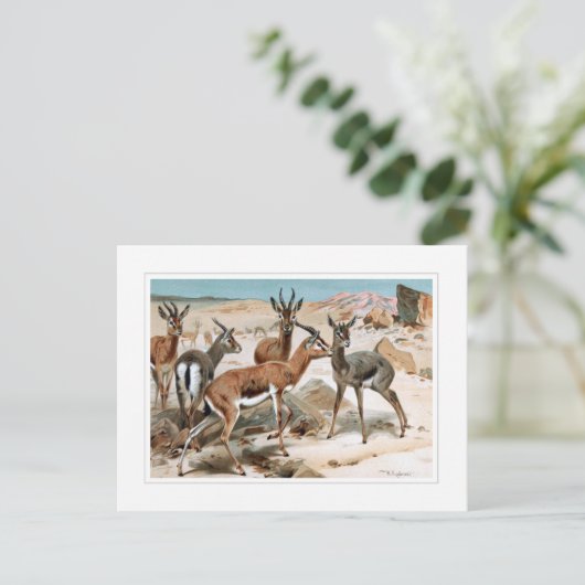 Gazelle Briefkaart (Staand voorkant)