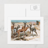 Gazelle Briefkaart (Voorkant / Achterkant)