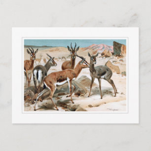 Gazelle Briefkaart