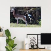 Gazelle en Ooievaar Foto Poster (Thuiskantoor)