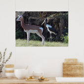 Gazelle en Ooievaar Foto Poster (Keuken)