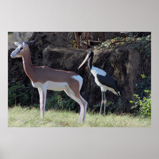 Gazelle en Ooievaar Foto Poster (Voorkant)