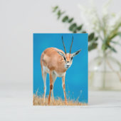 Gazelle (Gazella Granti) Ewe Portrait Briefkaart (Staand voorkant)