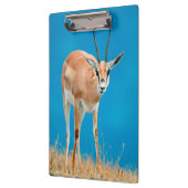 Gazelle (Gazella Granti) Ewe Portrait Klembord (Links)