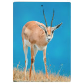 Gazelle (Gazella Granti) Ewe Portrait Klembord (Achterkant)